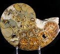 Rare Argonauticeras Ammonite (Pair) - Amber Colored Crystals #23356-1